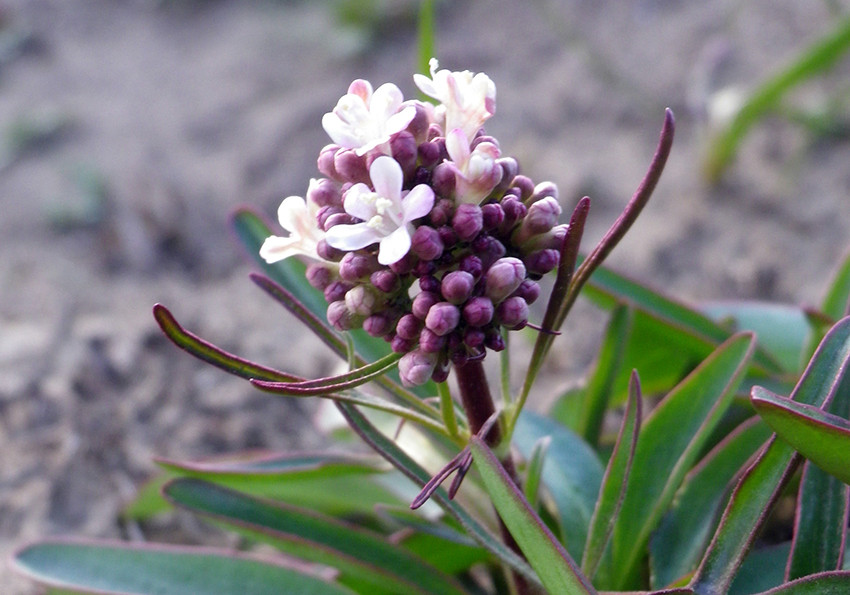 'яна бульбиста(Valeriana tuberosa)